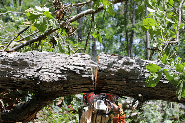 Cutting Downed Trees, 2025